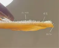 【艶肌✨️ フェイスWAX 選べるパック付き】🌿 お肌に優しいオーガニック製のWAXで産毛 角質 黒ずみケア