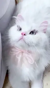 【初回オフ込】メンズも🆗ハリウッドブロウリフト+まつ毛パーマ