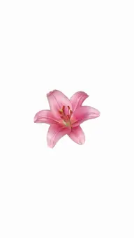 アイブロウwax + 耳ツボジュエリー🌷《施術時間 : 90分》