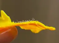 オプション☆指・ハンドWax    指の毛、手の甲のくすみゼロへ✨