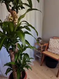 肩甲骨ほぐし30分🌿肩.首.背中の集中ケア🌟足湯付き👣