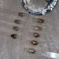 ラメ･ラメグラデーション