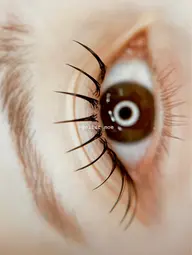 ▫️【 再来限定 】フラットラッシュ リペア 40 - 80本 ¥4,500~