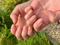 ハンドネイル　グラデorフレンチ　(ベースカラーはクリア)