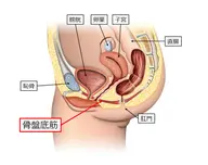 【腰痛肩凝り、骨盤矯正、頻尿、女性特有の悩み！自分ではなかなか鍛えられない骨盤底筋を楽々鍛えながら疲労回復が同時に叶う】