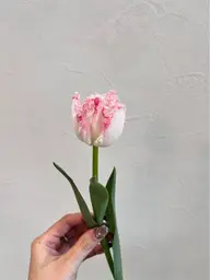 カット➕眉カット（メンズ可）短髪には眉カットもしてイメージチェンジ✨女性の方、似合う眉フォルムアドバイスもします！