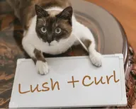 🌹Lush +Curl【ラッシュリフト&エクステ】🌹フラット120本　LED施術🌈本数相談可