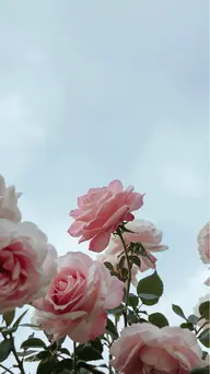 【オプション】アイシャンプー🫧メッセージでお知らせください☺️