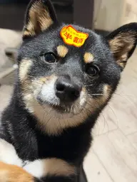 【心斎橋駅徒歩7分】髪質改善｜イルミナカラー又白髪染＋水素トリートメント×TOKIOインカラミ5STEP