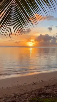 当店オフのみ🌴【minimo限定価格❕】