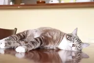 【予告】ダイエットモニター募集 2週間で−2kg🌸限定3名無料🌸