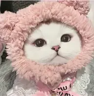 アイシャンプー