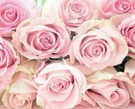 【ローズ蒸し】幸せホルモンの分泌を促すローズ蒸し🌹ダイエット/美肌/更年期/生理のお悩み/妊活中/温活/フェムケアに◎