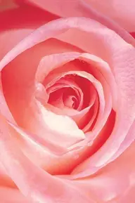 オフのみ(スカルプ)