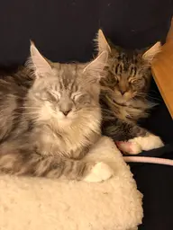 カップル割✨始めました❗️電気美容鍼⚡️+首肩整体+お好きなオプション1つの㊙️お得なメニューです✋