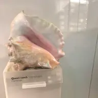 《来店後に決めたい方へ📢》パリジェンヌラッシュリフトorラッシュリフト💌