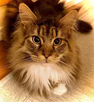 間違いなしNO1㊙️小顔電気美容鍼+😄ヘッドマッサージ+✋首肩マッサージ