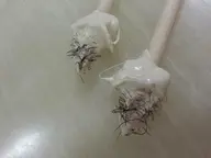 XXX WAXスキンケア脱毛 鼻毛(他の脱毛メニューと 同時の方)