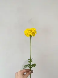 前髪カット✂️