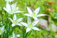 【オプション】サロン後処理剤・センブリエキス配合