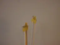 【脱毛】鼻毛マツヤニ