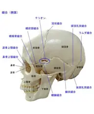 ドライヘッドマッサージです。頭蓋骨を緩め夜の寝つきや、自律神経の乱れを改善。初めての方はフワフワする場合もあります。