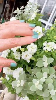 ポリッシュカラーリング（マニキュア）育爪ケア付きhand 3000円 ／ A rt＋1000円