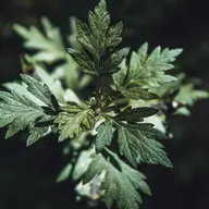 温活🌿よもぎ蒸し|30分|自律神経の乱れに