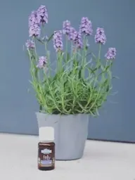 【頭皮のコリほぐして頭·目スッキリ！】カット＋オーガニックアロマスパ＋施術後ミネラルドリンク付き