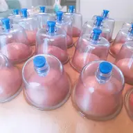 カッピング&オイル60分