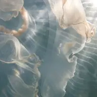 ⭐︎メンズ限定⭐︎ アイブロウワックス(再来+¥500)