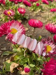 【オフなし✨小パーツ3個まで追加無料】チップ長さだし10本（最大2.5㌢）＋シンプルHANDマグネットネイル🧲🩵