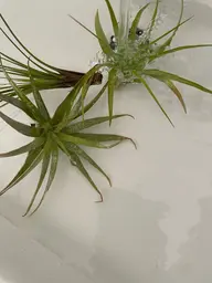 【密度up】ボリュームラッシュ500本　　　　　　　　(フラットラッシュ170本程の密度) オフ込