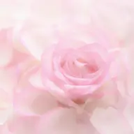 【魅惑の下半身セット】VIOオールオフ💗女性ブラジリアンワックス《 + お尻、へそ下、内また》