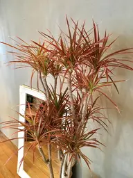 【会員様へ】前髪メンテナンスカット