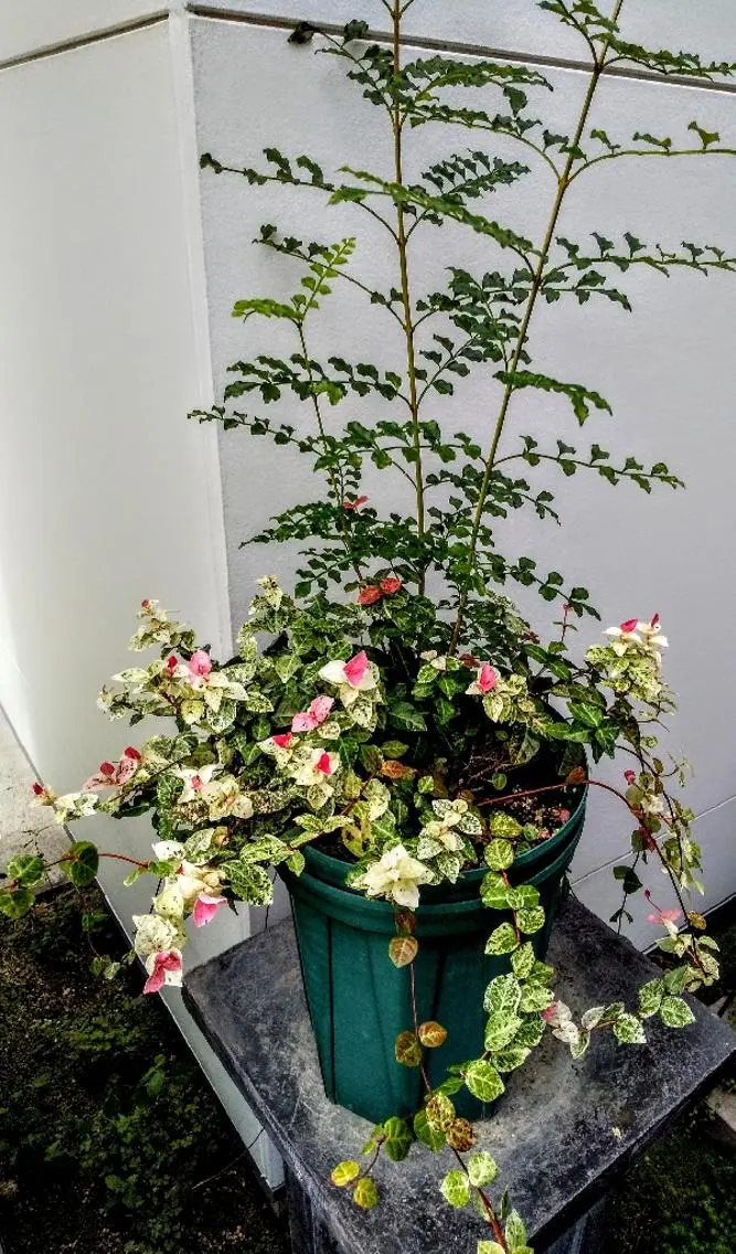 エステ🌺🌺🌺 メナードのエステ・リラクイメージ