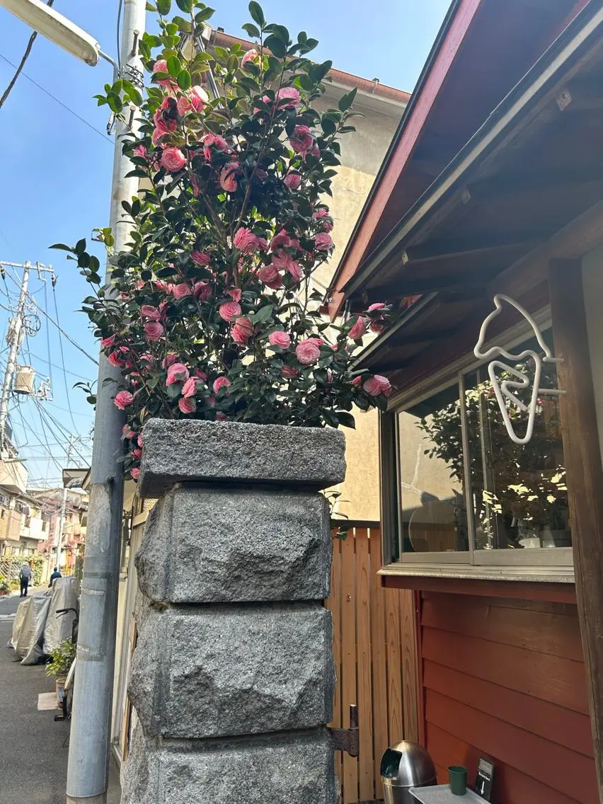 マツエク・マツパ アイブロウ 吉祥寺kasumi 🌛eye/browのマツエク・マツパデザイン