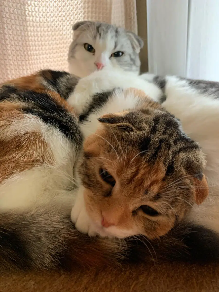 ネイル NailSpace 猫のいるネイルサロンのネイルデザイン