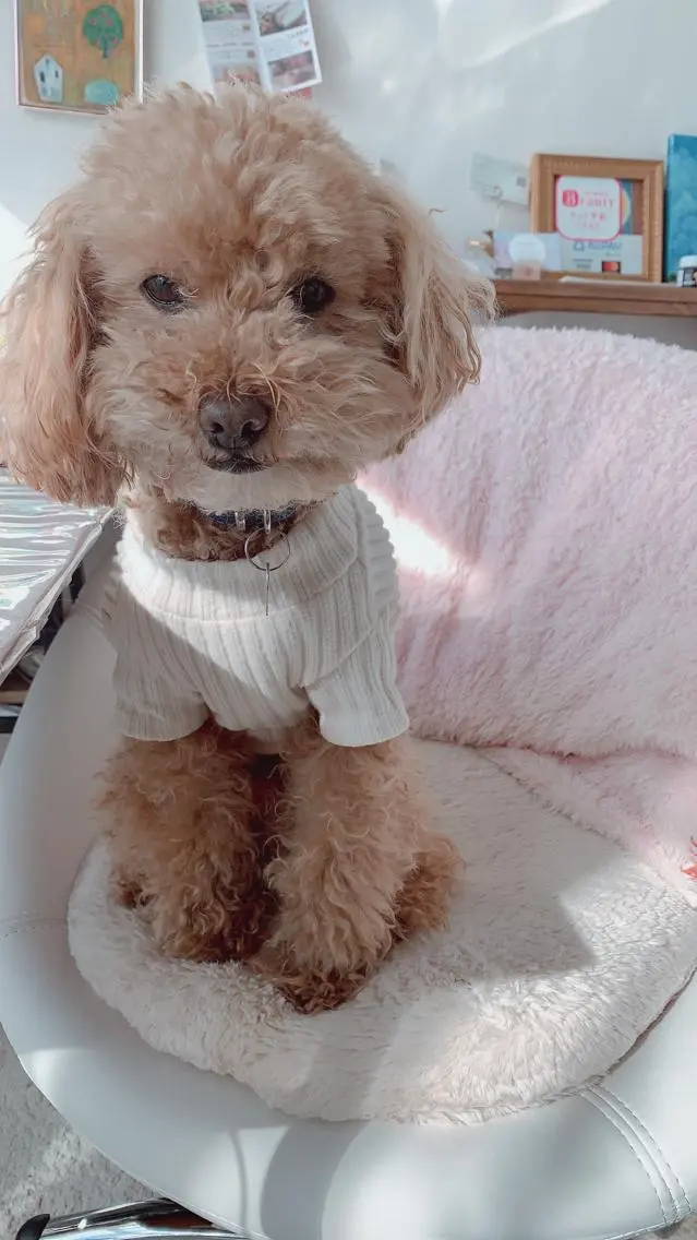 pipi ..のネイルデザイン