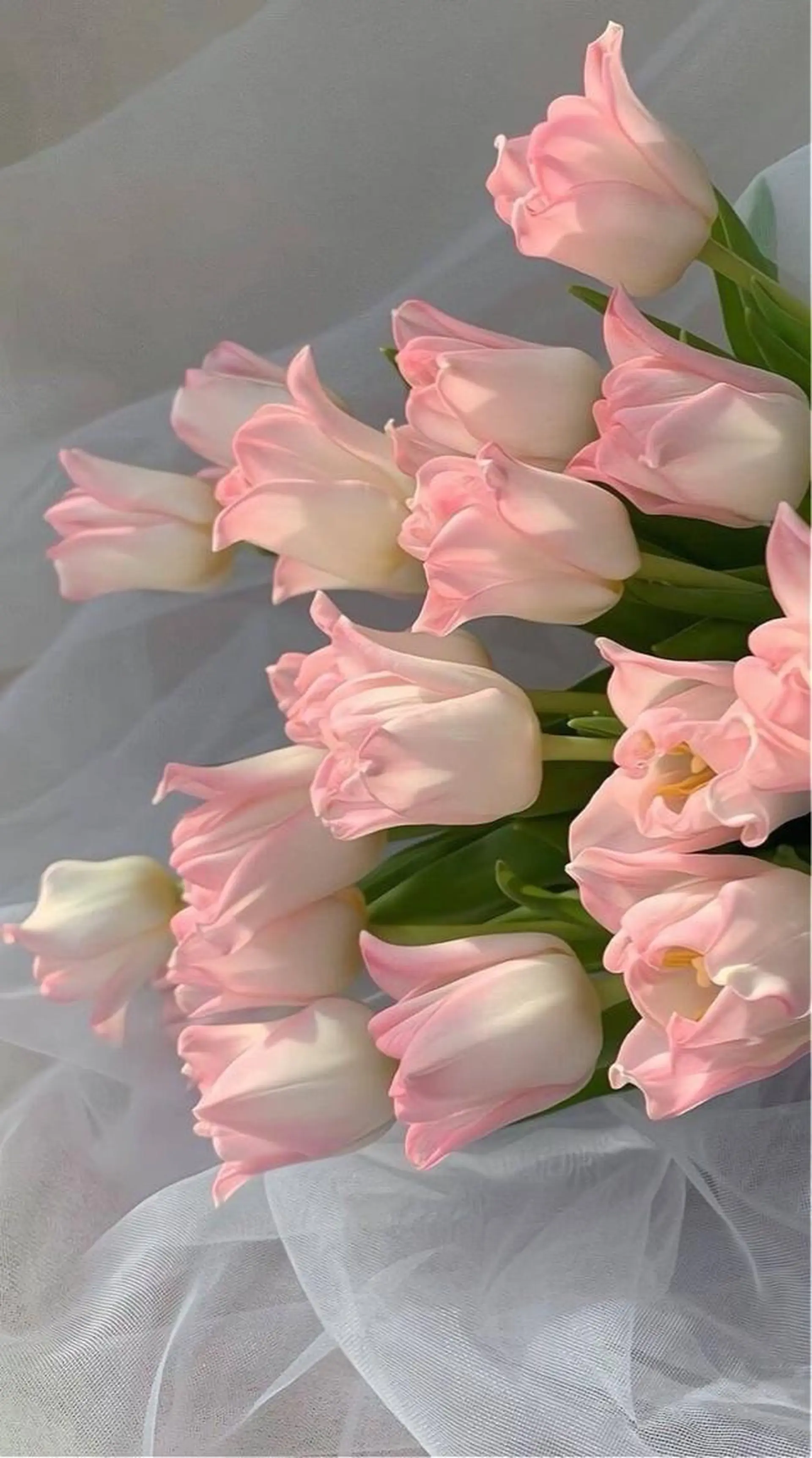 ショート ‎‪🩰 艶髪美髪 shiori🫧のヘアスタイル