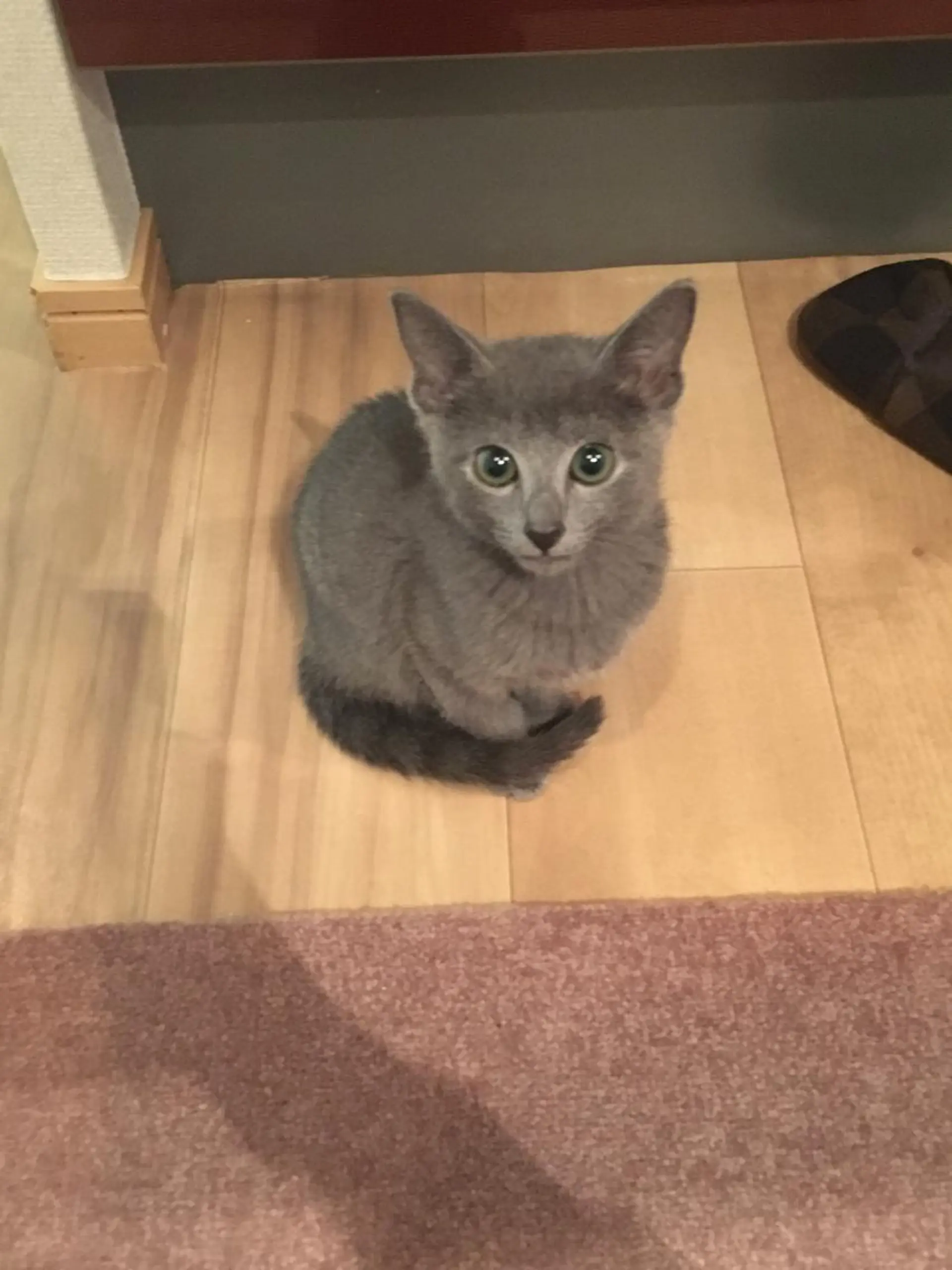 ミディアム カラー パーマ ヘアアレンジ メンズ キッズ ネイル マツエク・マツパ アニメ,Vオタク× 即効痩せエステサロンのエステ・リラクイメージ