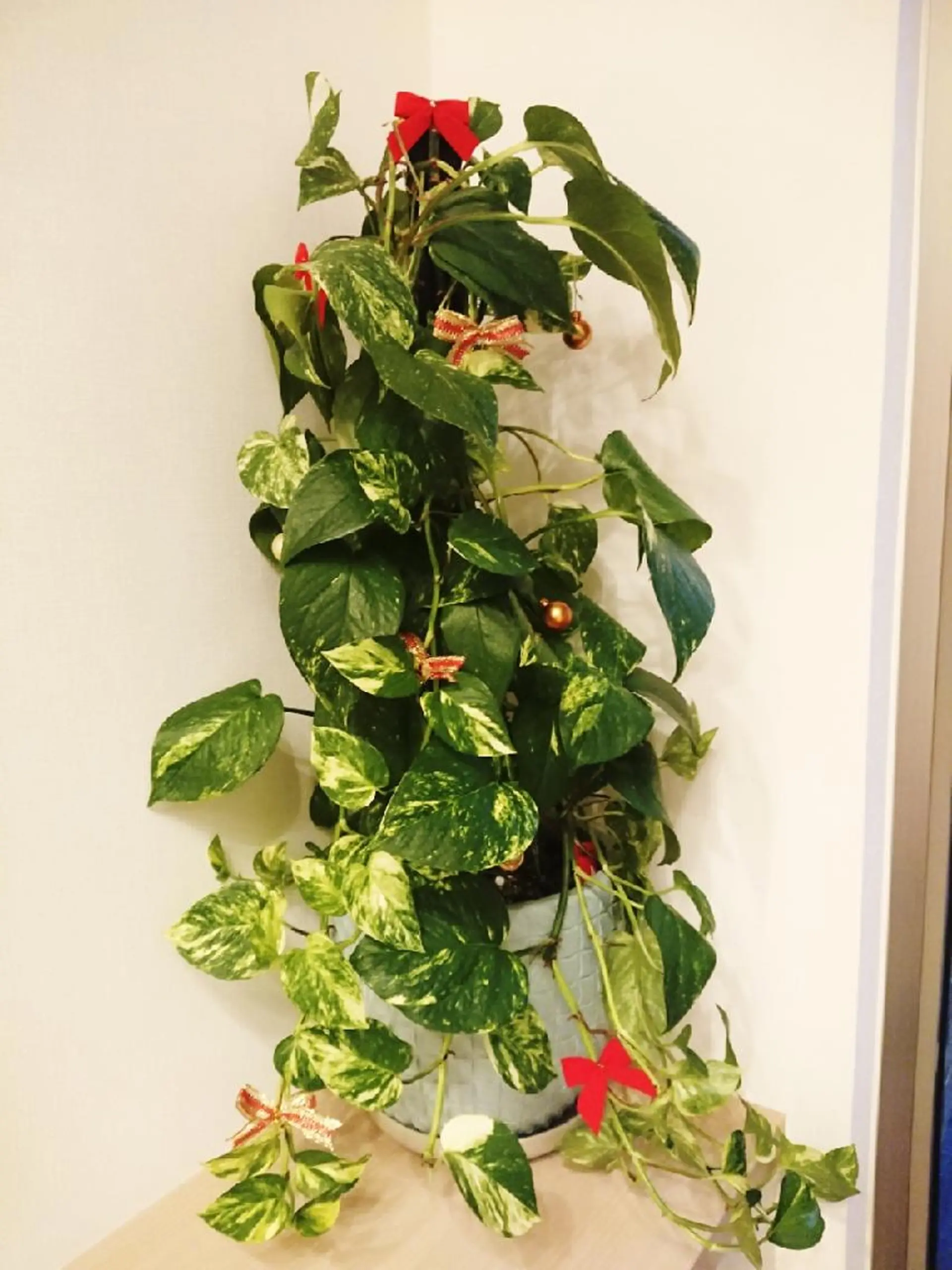 POLAアンシュシュ 💠後藤友加のエステ・リラクイメージ