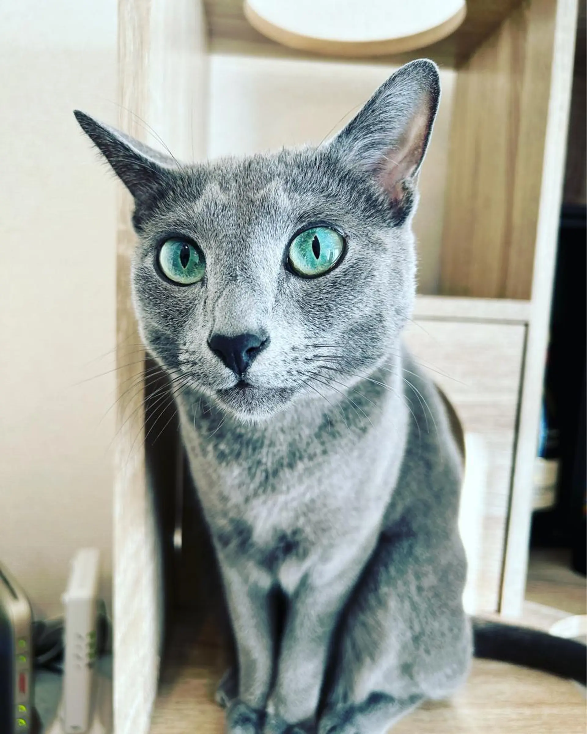 ショート カラー パーマ ヘアアレンジ メンズ キッズ ネイル マツエク・マツパ アイブロウ アニメ,Vオタク× 即効痩せエステサロンのエステ・リラクイメージ