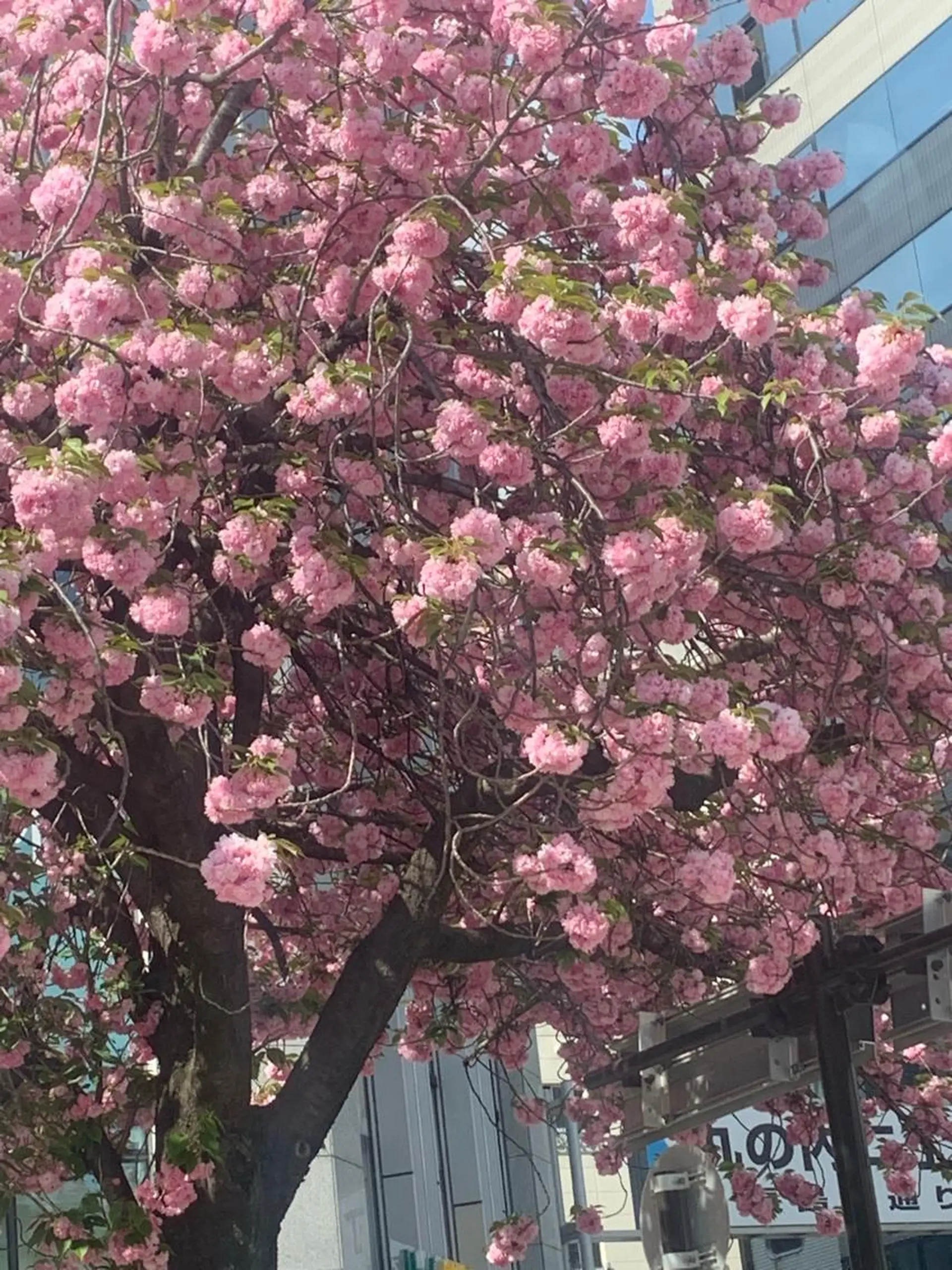 丸の内ヒルズ 今井琴恵のその他イメージ