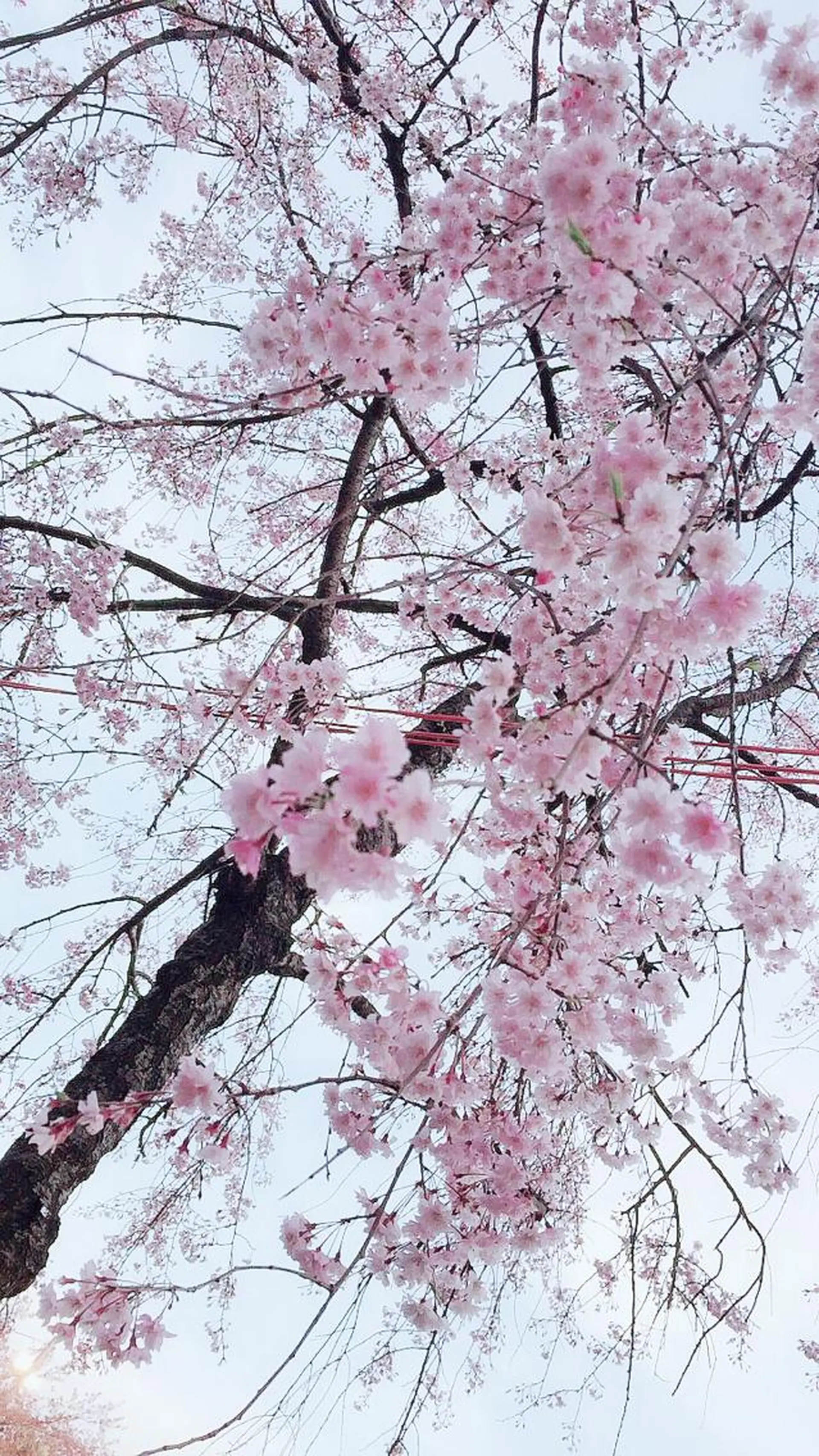 田中 実咲のヘアスタイル