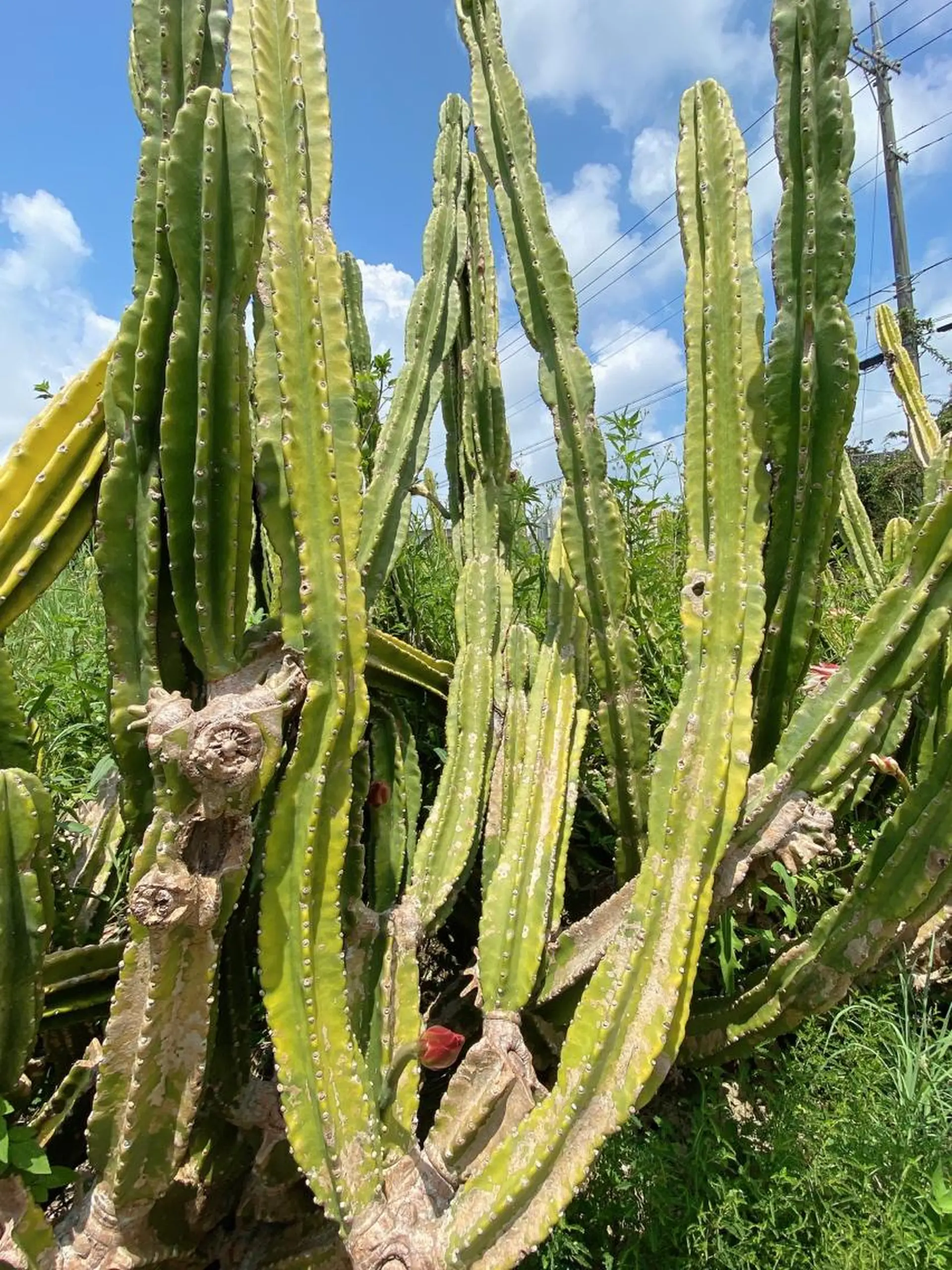 マツエク・マツパ 🌊♡ 京急川崎のマツエク・マツパデザイン