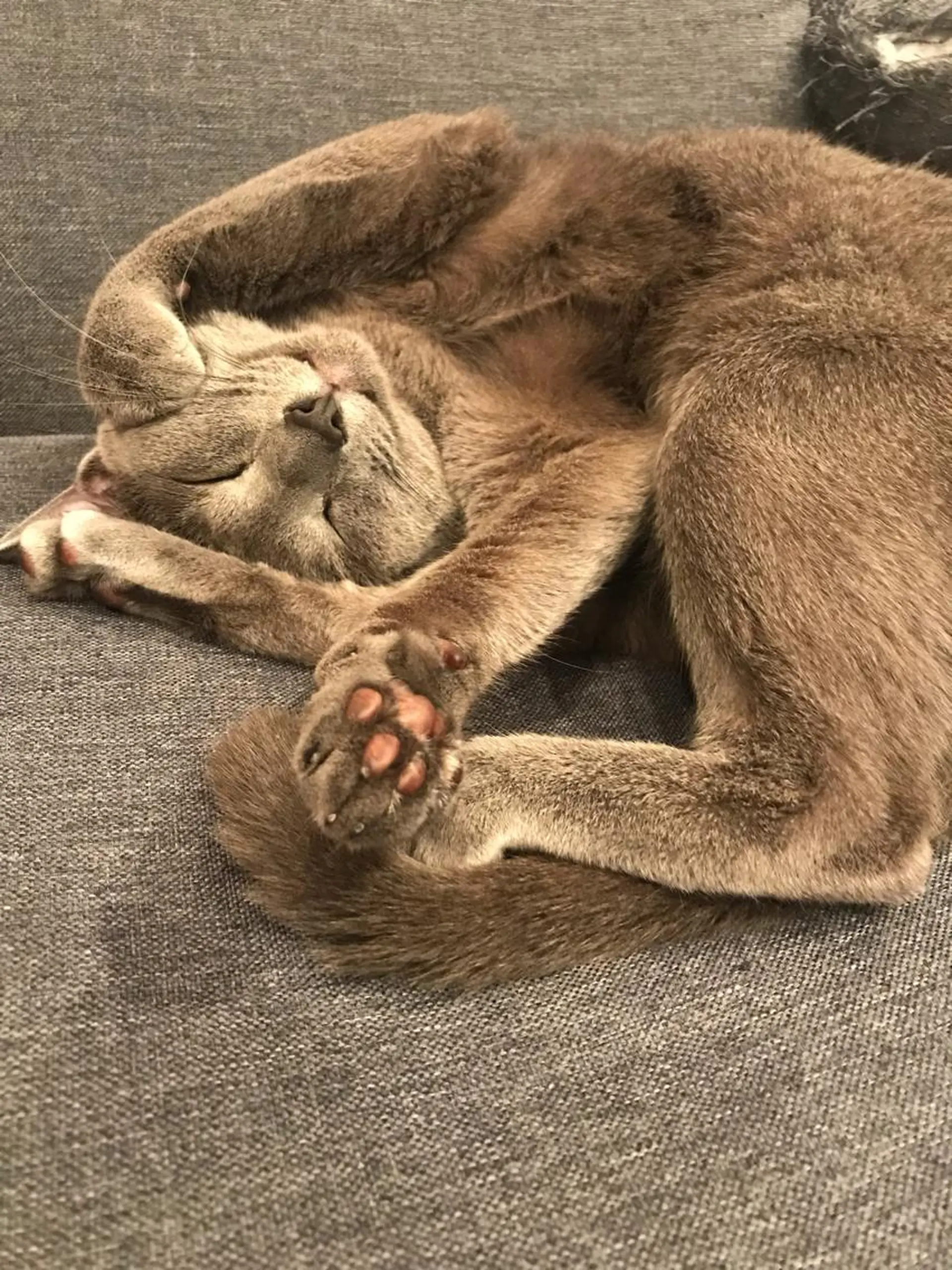 ショート カラー パーマ ヘアアレンジ メンズ キッズ ネイル マツエク・マツパ アニメ,Vオタク× 即効痩せエステサロンのエステ・リラクイメージ