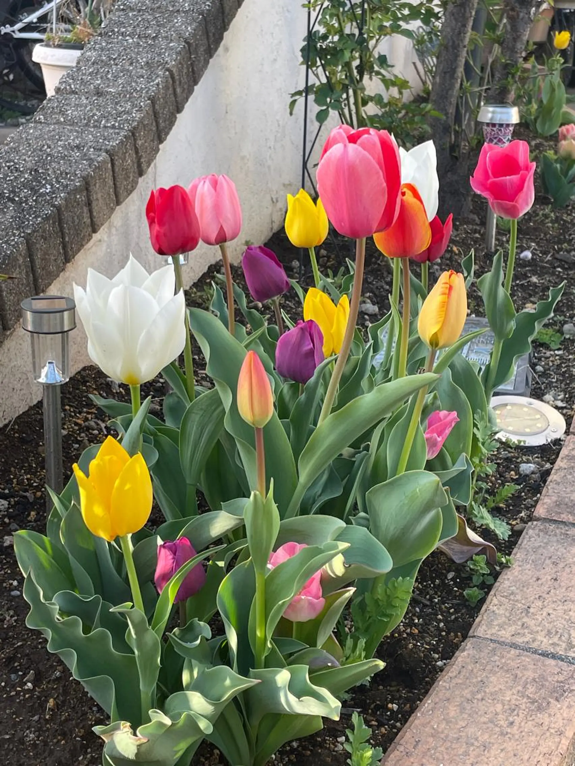 カラー ネイル Chérinail 爪のお手入れのネイルデザイン