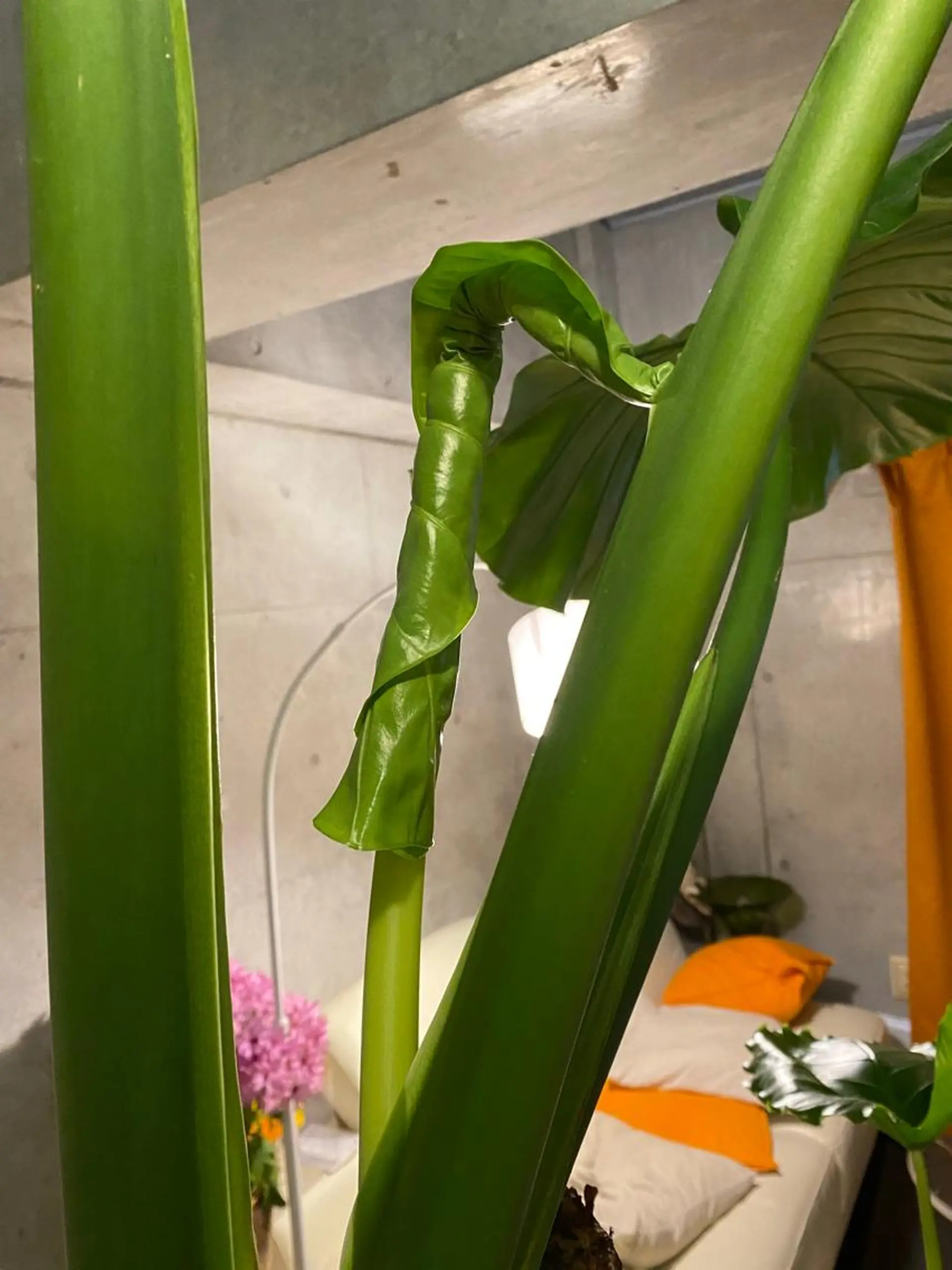 Mandarin Orange所属・毛穴から始める肌メン テマンダリンオレンジのエステ・リラクイメージ