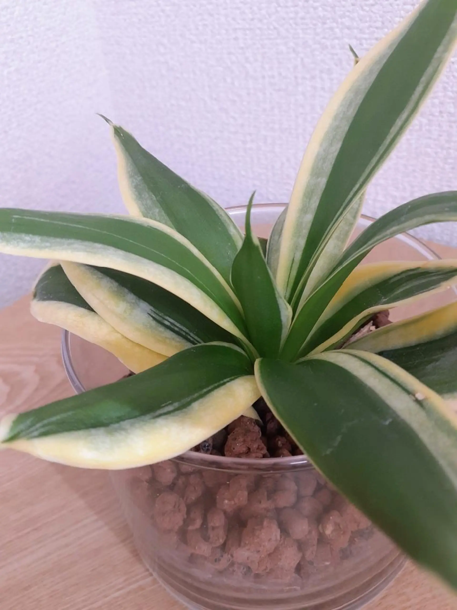 ‘Amo アモのマツエク・マツパデザイン